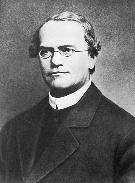 Gregor Mendel who experimented with peas